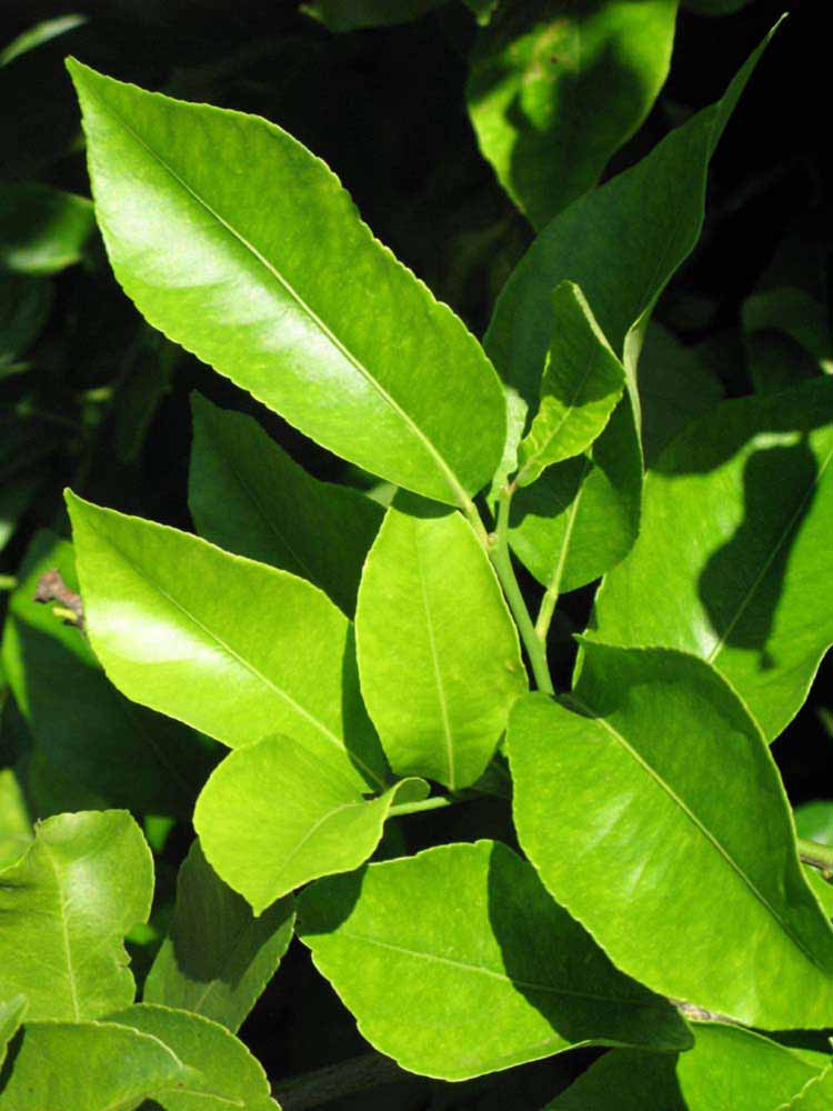              Sun leaves (Winter Haven, FL)       